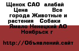 Щенок САО (алабай) › Цена ­ 10 000 - Все города Животные и растения » Собаки   . Ямало-Ненецкий АО,Ноябрьск г.